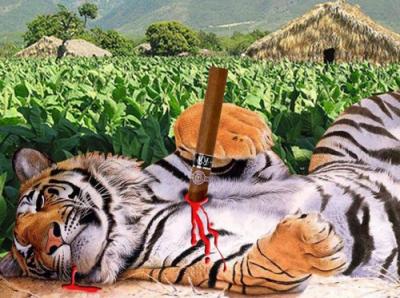 Pinchazo del Habano desangra al Tigre